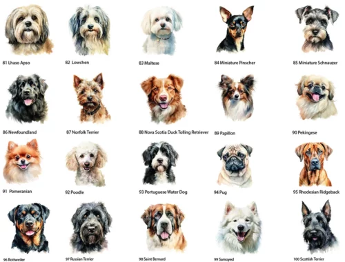 Hunde Schild personalisierbar aus Acryl, Hunde Clipart Bundle. Dargestellt sind 20 verschiedene Hunde auf weißem Hintergrund, nummeriert von 81 - 100. Einen dieser Hunde kann man sich für den Druck auf das Acrylschild auswählen.